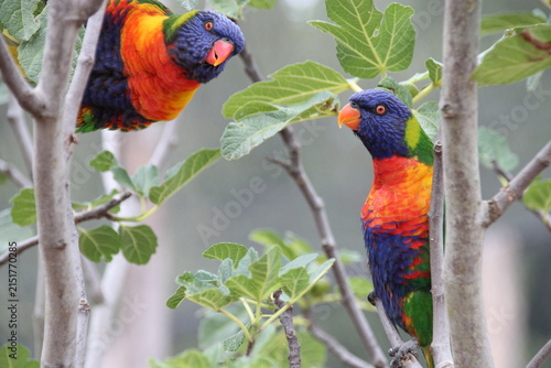 Fotografía australian bird (lorikeet) in a zoo in france