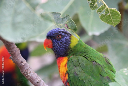 Fotografía australian bird (lorikeet) in a zoo in france