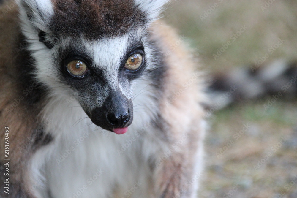 Fototapeta premium ring-tailed lemur in a zoo in france 