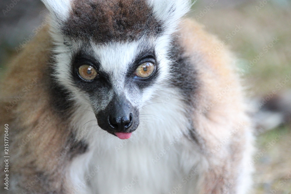 Fototapeta premium ring-tailed lemur in a zoo in france 