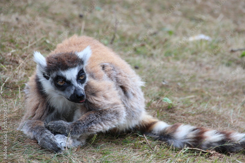 Fototapeta premium ring-tailed lemur in a zoo in france 