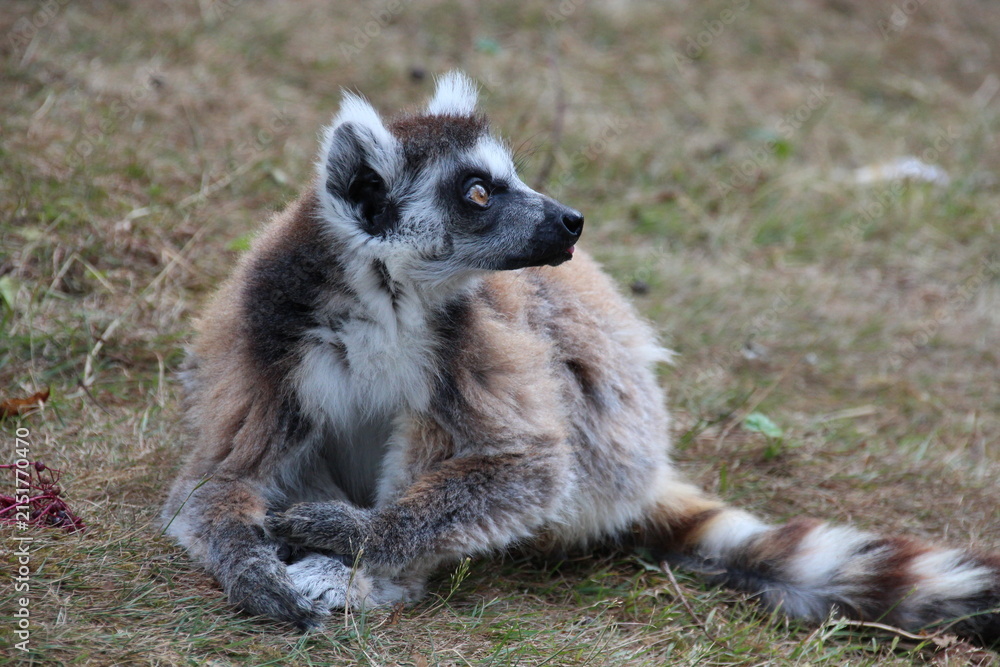 Fototapeta premium ring-tailed lemur in a zoo in france 