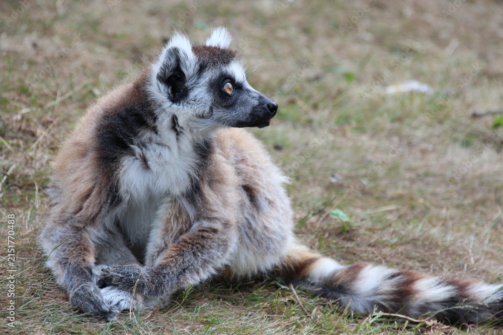 Fototapeta premium ring-tailed lemur in a zoo in france 