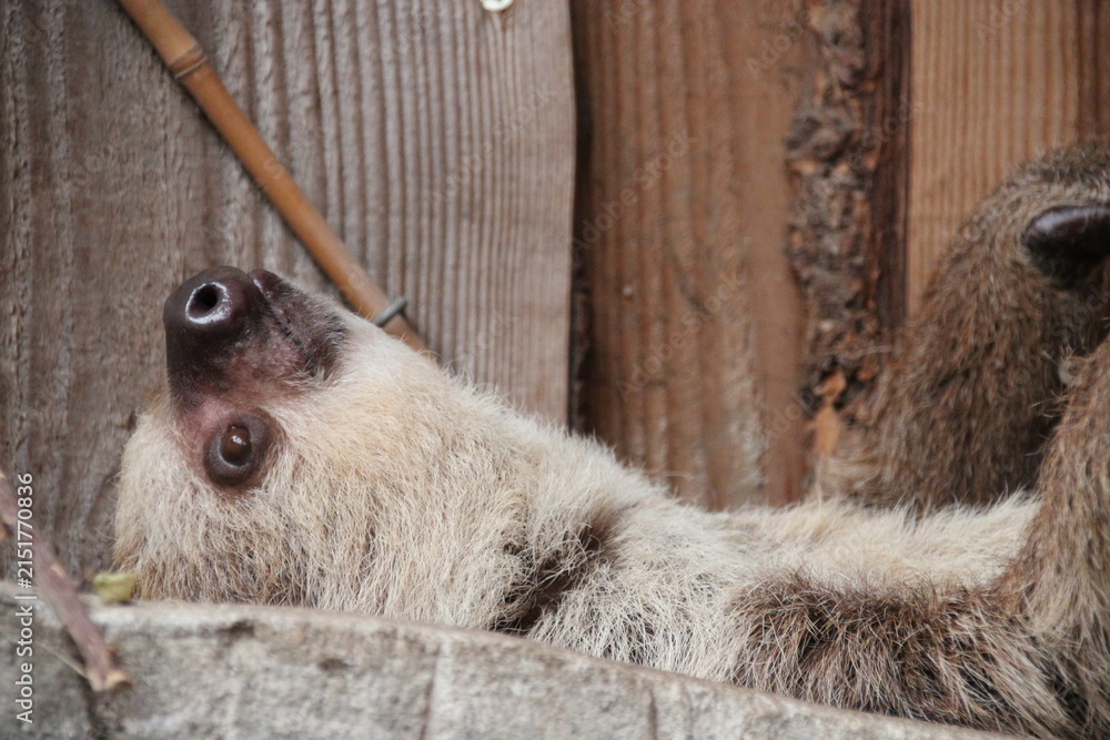 Naklejka premium sloth in a zoo in france 