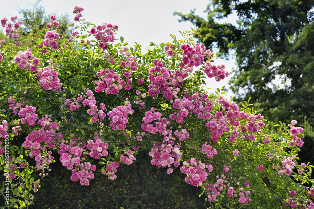 Fototapeta premium Pink and White Flowers Blooming in a Beautiful Garden with Lush Green Leaves and Vibrant Spring Nature