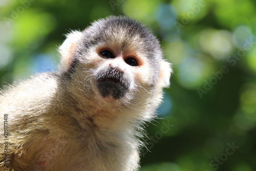 Photography squirrel monkey in a zoo in france