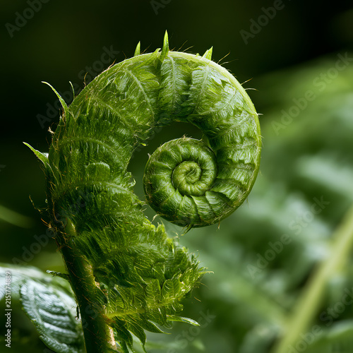 Scientific Fern Unfurling Macro
