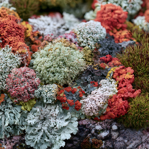 Scientific Lichen Surface Macro