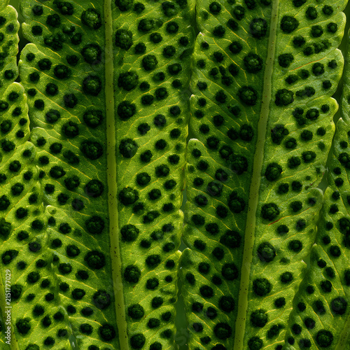 Scientific Fern Spore Macro Detail