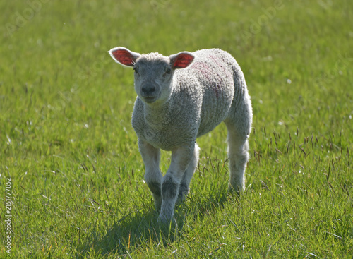Lamb in a field on Pendle Hill near Sabden in Lancashire
