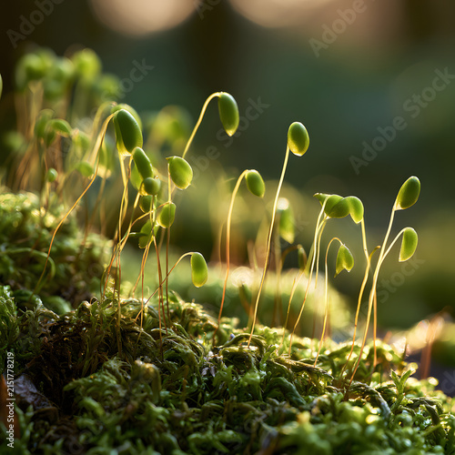 Scientific Moss Capsule Macro Detail