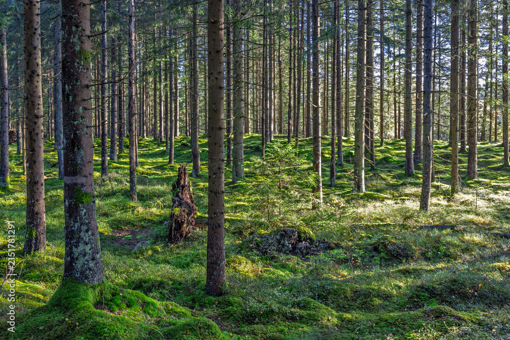 Fototapeta premium Spruce forest with green moss covered forest floor