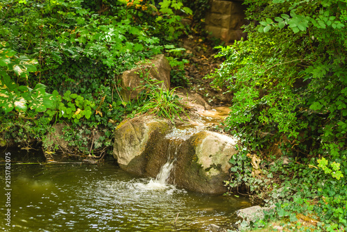 Water flows over rocks in a small stream surrounded by green plants in a forest area during daylight