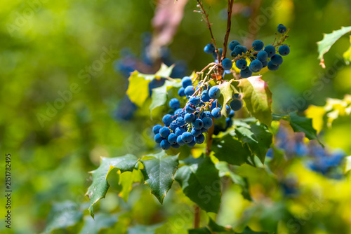 Bunch of blue berries growing on a green bush in a forest during the day