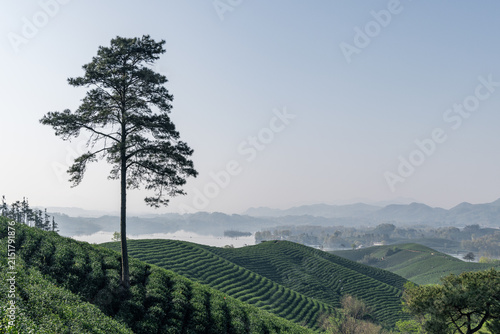 Fotografie A serene landscape of terraced tea plantations on rolling hills, with a tall solitary pine tree under a clear sky and distant misty mountains
