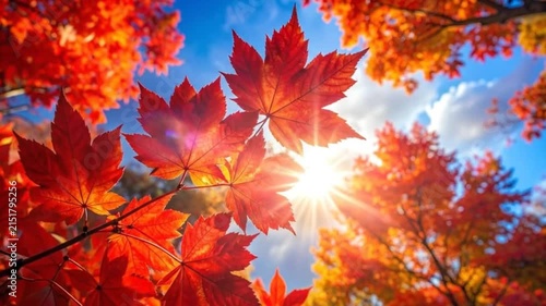 Bright red autumn leaves glow under the warm golden sun light