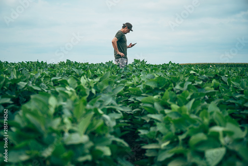 Agronomist standing in a healthy soybean field while checking data on a mobile phone. Agricultural technology, farm productivity and sustainable farming theme.