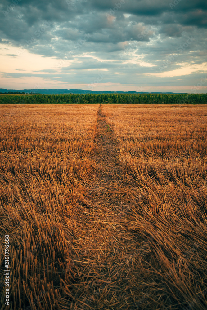 Obraz premium Vertical shot of a narrow dirt path cutting through a golden harvested wheat field toward a green cornfield at sunset.
