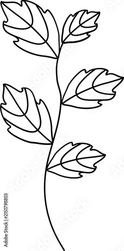 floral illustration