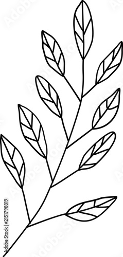 floral illustration