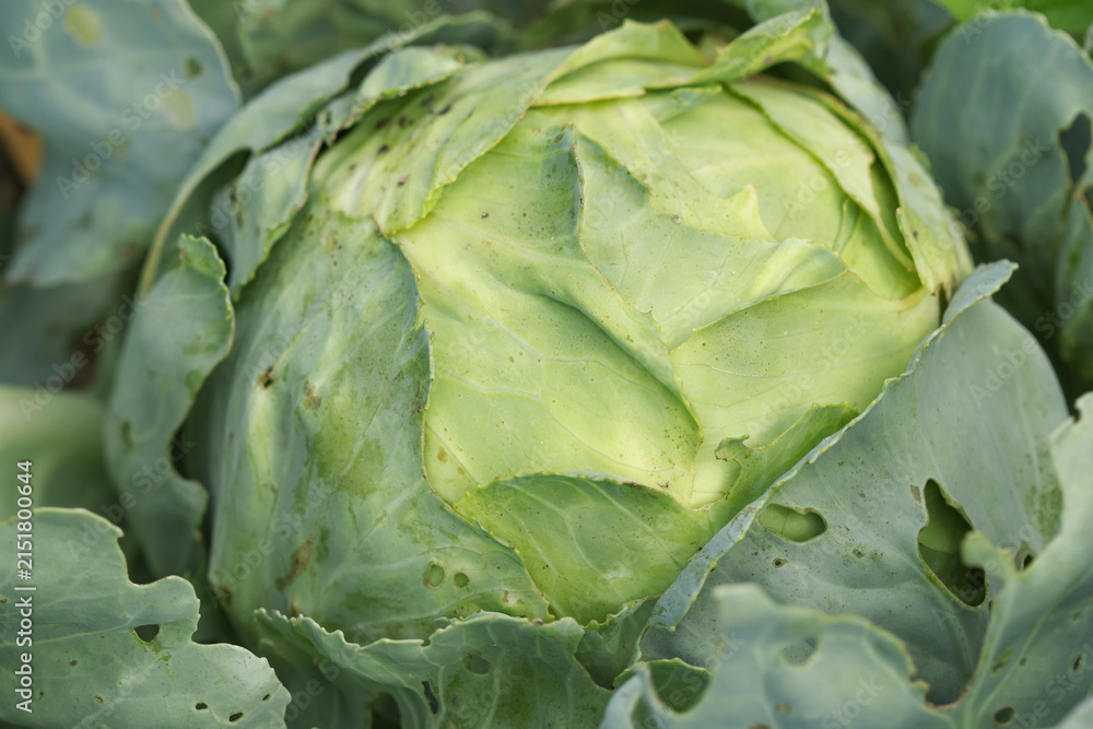 Fototapeta premium Fresh green cabbage head with layered leaves