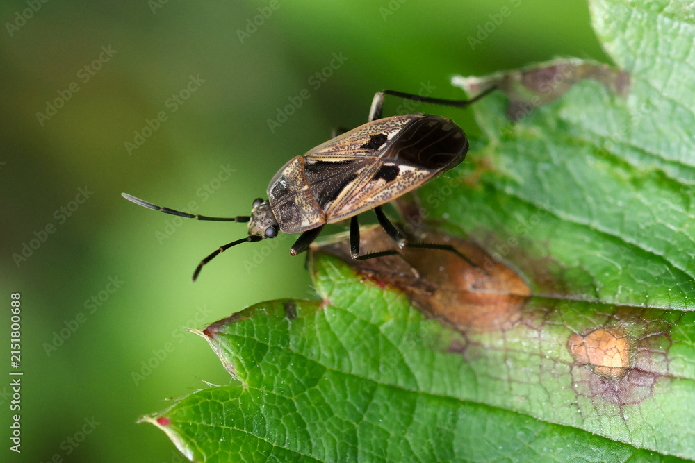Obraz premium Close-up of a true bug on a green leaf