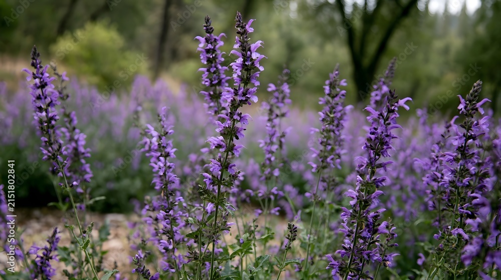 Obraz premium Tall purple flowering plants sway gently in a natural woodland setting under soft diffused light