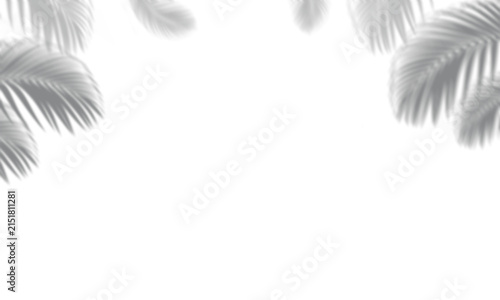 Palm leaf shadow overlay on transparent background