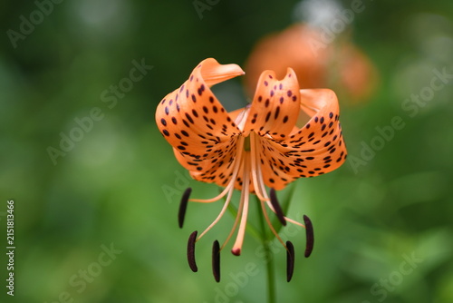 Принти на полотні A detailed shot of an elegant tiger lily
