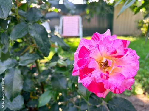 Close-up of a blooming pink and white variegated rose in a sunny garden