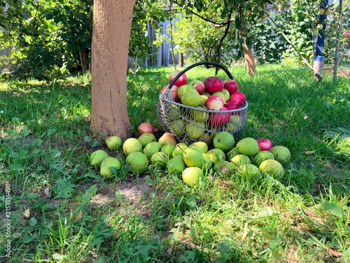 Wire basket filled with red apples and green pears on the grass in an orchard