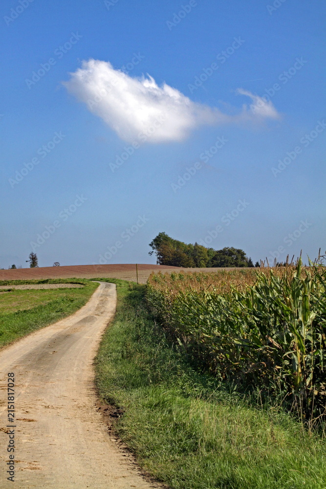 Fototapeta premium Feldweg an einem Maisfeld