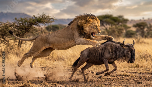 Male lion leaping prey attack photography of roaring wild lion chasing wildebeest in African savannah for safari wildlife advertising, nature documentary website banner, and predator editorial.