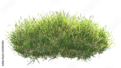 Wild grass plants isolated on transparent background 3D render