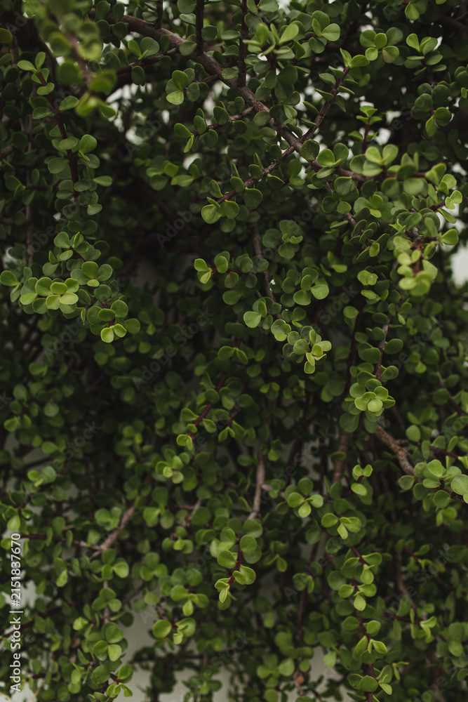 Fototapeta premium Close-Up of Green Foliage