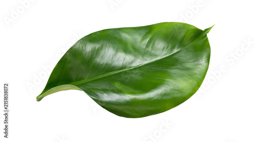 Photography Glossy green leaf with prominent veins and smooth texture