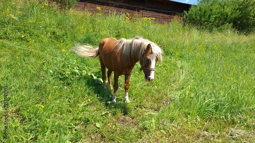 Fotografía A chestnut horse with a light mane standing on a grassy field near a wooden barn and swishing its tail, farm animal portrait, sunny summer day
