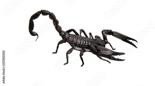 Obraz na plátne Black scorpion with raised tail and claws