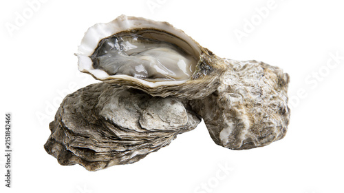 Photography Fresh oyster in shell with glistening meat