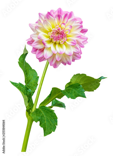 close up of blooming dahlia flower isolated on transparent background