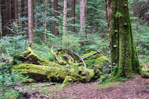 Canvas Print Decaying European beech covered with moss, wood-decay fungi and fallen rotting t