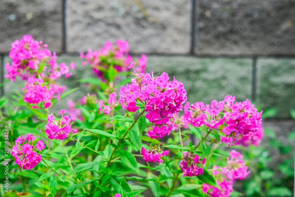 Obraz premium Bright vibrant pink flowers blooming in a summer garden close up.