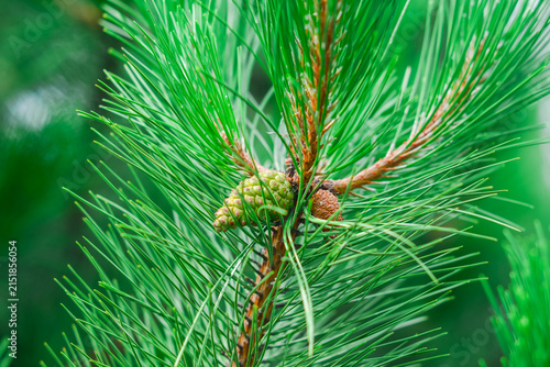 Obraz na płótnie Close up of a green pine tree branch with small young cones and fresh needles in a forest, natural evergreen coniferous plant background for forestry and wood design concepts, macro shot