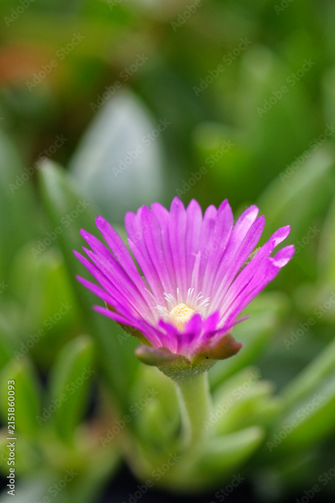 Fototapeta premium delosperma