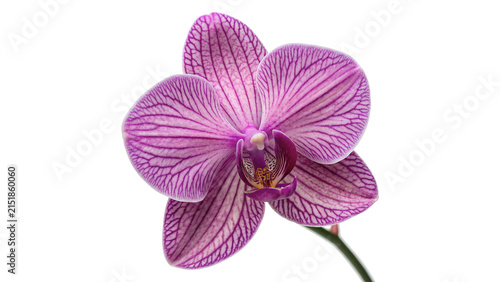Foto Beautiful single purple orchid phalaenopsis flower blossom floral petal isolated