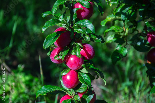 Ripe red plums hanging from a tree branch in the summer sun