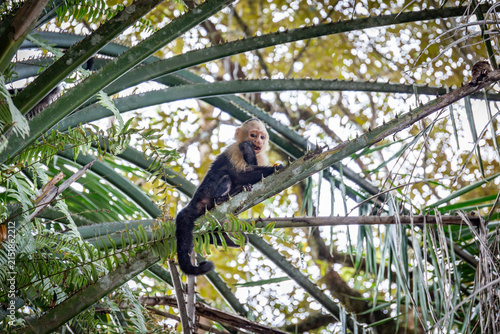 Kapuzineraffe sitzt und turnt in einem Baum in Costa Rica