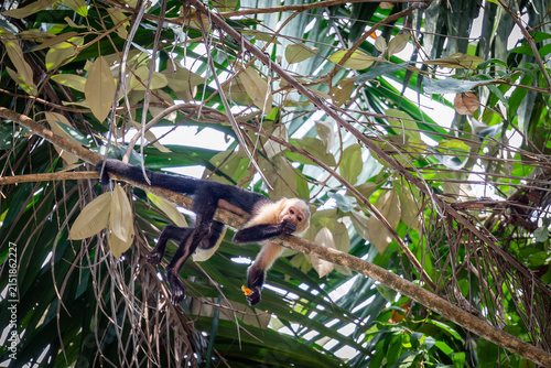 Kapuzineraffe sitzt und turnt in einem Baum in Costa Rica