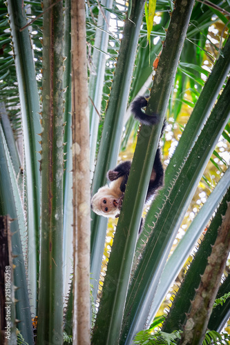 Kapuzineraffe sitzt und turnt in einem Baum in Costa Rica