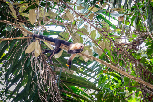 Kapuzineraffe sitzt und turnt in einem Baum in Costa Rica